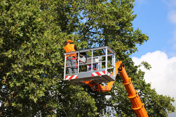 Best Stump Grinding and Removal  in Vallejo, CA